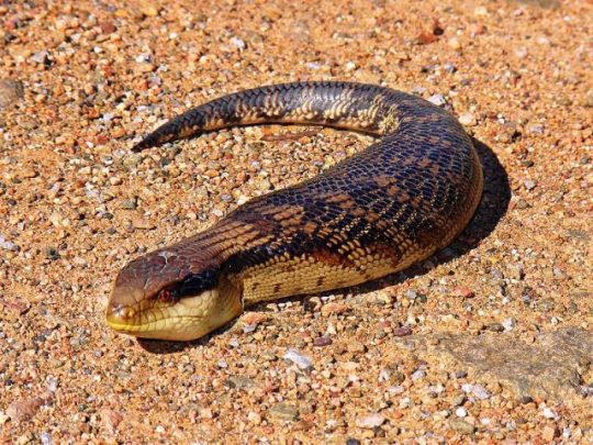 tsuchinoko