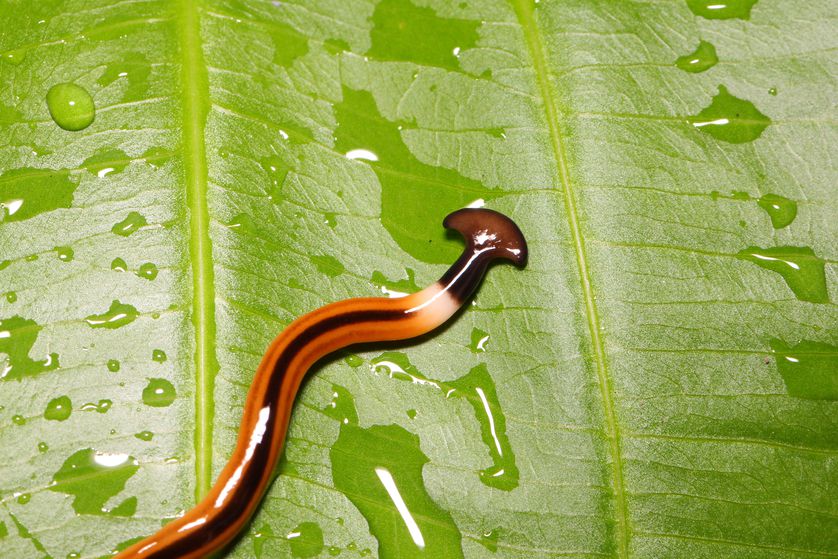 hammerhead worm on leaf