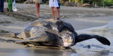 Leatherback Turtle
